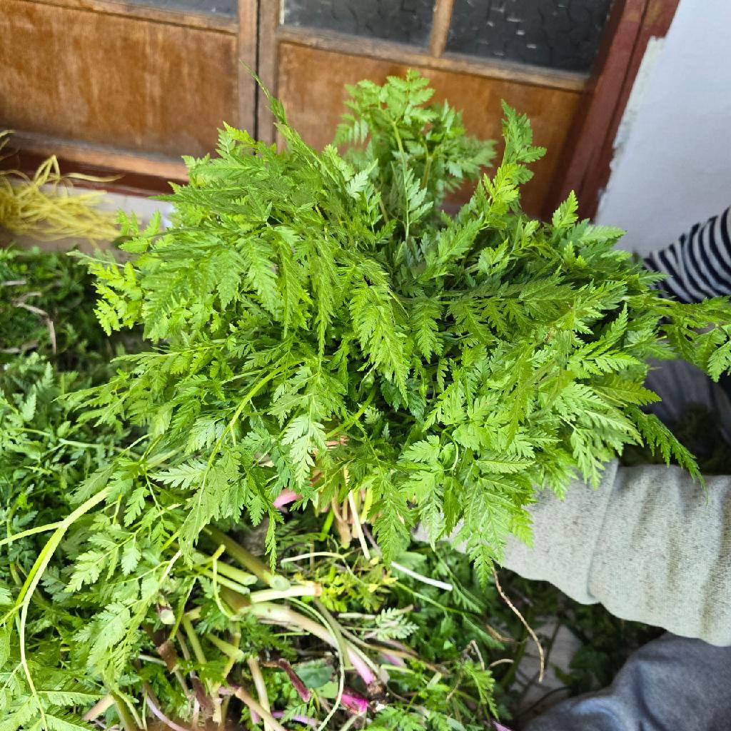 울릉도 전호나물생채 1kg